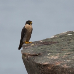 Falco peregrinus at Manly, NSW - 5 Aug 2024