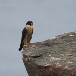 Falco peregrinus at Manly, NSW - 5 Aug 2024 01:33 PM