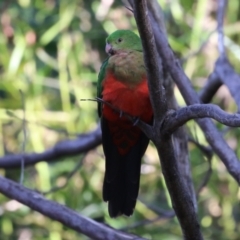 Alisterus scapularis (Australian King-Parrot) at Acton, ACT - 7 Aug 2024 by RodDeb