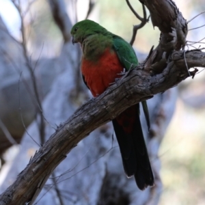 Alisterus scapularis at Acton, ACT - 7 Aug 2024