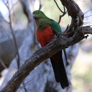 Alisterus scapularis at Acton, ACT - 7 Aug 2024