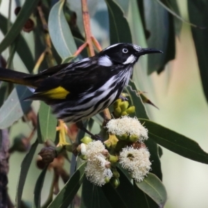 Phylidonyris novaehollandiae at Acton, ACT - 7 Aug 2024