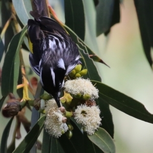 Phylidonyris novaehollandiae at Acton, ACT - 7 Aug 2024