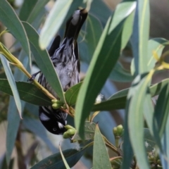 Phylidonyris novaehollandiae at Acton, ACT - 7 Aug 2024