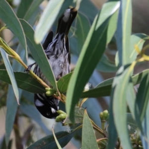 Phylidonyris novaehollandiae at Acton, ACT - 7 Aug 2024