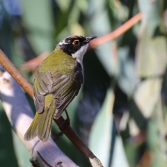 Melithreptus lunatus (White-naped Honeyeater) at Acton, ACT - 7 Aug 2024 by RodDeb