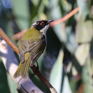 Melithreptus lunatus at Acton, ACT - 7 Aug 2024