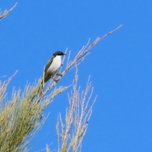 Melithreptus lunatus at Acton, ACT - 7 Aug 2024