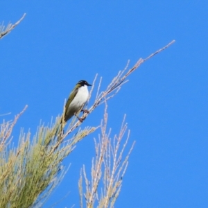 Melithreptus lunatus at Acton, ACT - 7 Aug 2024