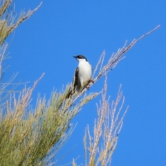 Melithreptus lunatus at Acton, ACT - 7 Aug 2024