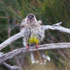 Anthochaera carunculata (Red Wattlebird) at Manly, NSW - 5 Aug 2024 by jb2602