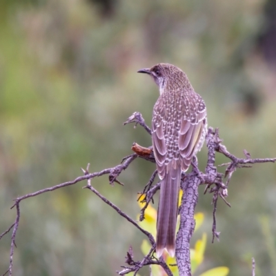 Anthochaera chrysoptera (Little Wattlebird) at Manly, NSW - 5 Aug 2024 by jb2602