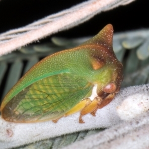 Sextius virescens at Melba, ACT - 7 Aug 2024 11:27 AM