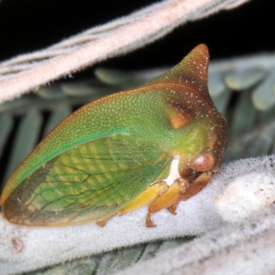 Sextius virescens (Acacia horned treehopper) at Melba, ACT - 7 Aug 2024 by kasiaaus