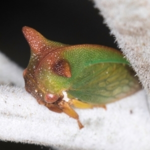 Sextius virescens at Melba, ACT - 7 Aug 2024 11:27 AM