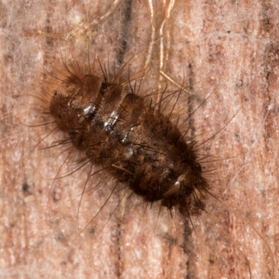 Dermestidae sp. (family) (Dermestid, carpet or hide beetles) at Melba, ACT - 7 Aug 2024 by kasiaaus