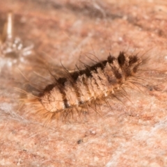 Dermestidae sp. (family) at Melba, ACT - 7 Aug 2024