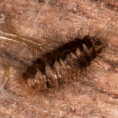 Dermestidae sp. (family) at Melba, ACT - 7 Aug 2024 12:01 PM