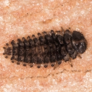 Coccinellidae (family) at Melba, ACT - 7 Aug 2024 12:09 PM