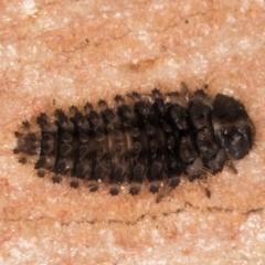 Coccinellidae (family) at Melba, ACT - 7 Aug 2024 12:09 PM