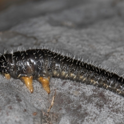 Perginae sp. (subfamily) (Unidentified pergine sawfly) at Melba, ACT - 7 Aug 2024 by kasiaaus