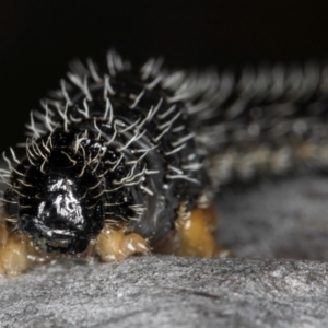 Perga sp. (genus) at Melba, ACT - 7 Aug 2024