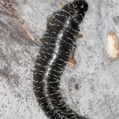 Perga sp. (genus) at Melba, ACT - 7 Aug 2024