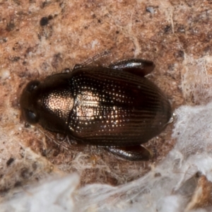 Chaetocnema sp. at Melba, ACT - 7 Aug 2024