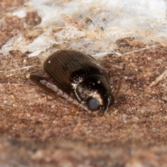 Chaetocnema sp. at Melba, ACT - 7 Aug 2024