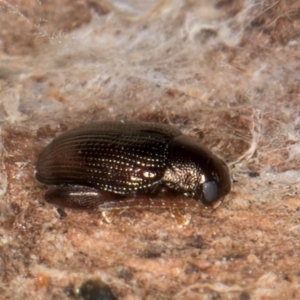 Chaetocnema sp. at Melba, ACT - 7 Aug 2024