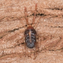 Rainbowia sp. (genus) (A mite) at Melba, ACT - 7 Aug 2024 by kasiaaus