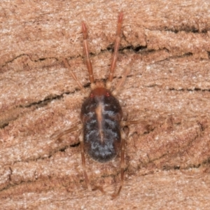 Rainbowia sp. (genus) at Melba, ACT - 7 Aug 2024