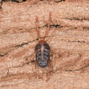 Rainbowia sp. (genus) at Melba, ACT - 7 Aug 2024