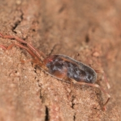 Rainbowia sp. (genus) at Melba, ACT - 7 Aug 2024