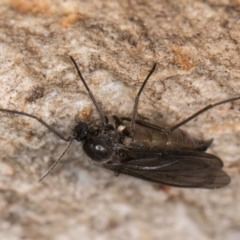 Unidentified Crane fly, midge, mosquito or gnat (several families) at Melba, ACT - 7 Aug 2024 by kasiaaus