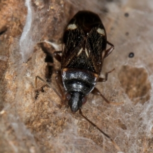 Myocara australe at Melba, ACT - 7 Aug 2024 01:12 PM