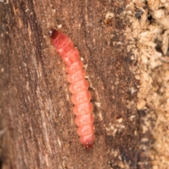 Unidentified Insect at Melba, ACT - 7 Aug 2024 by kasiaaus