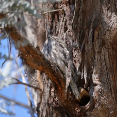 Podargus strigoides (Tawny Frogmouth) at Acton, ACT - 7 Aug 2024 by TimL