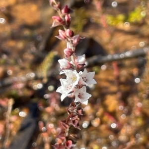 Epacris gunnii at Rossi, NSW - 7 Aug 2024