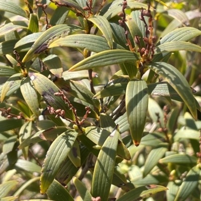 Leucopogon affinis (Lance Beard-heath) at Rossi, NSW - 7 Aug 2024 by JaneR