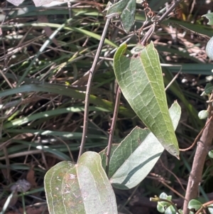 Smilax australis at Rossi, NSW - 7 Aug 2024