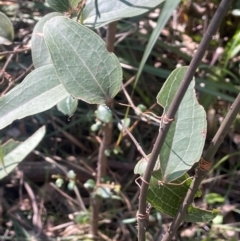 Smilax australis at Rossi, NSW - 7 Aug 2024