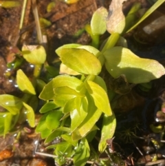 Gratiola peruviana (Australian Brooklime) at Rossi, NSW - 7 Aug 2024 by JaneR