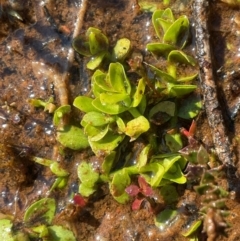 Gratiola peruviana at Rossi, NSW - 7 Aug 2024