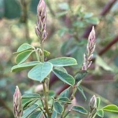 Goodia lotifolia (Golden Tip) at Farringdon, NSW - 7 Aug 2024 by JaneR