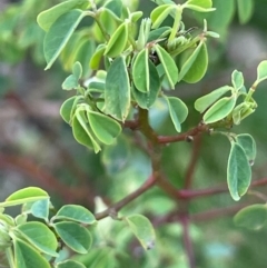 Goodia lotifolia at Farringdon, NSW - 7 Aug 2024