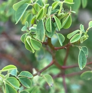 Goodia lotifolia at Farringdon, NSW - 7 Aug 2024