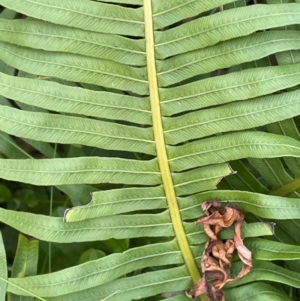 Blechnum nudum at Farringdon, NSW - 7 Aug 2024 12:36 PM