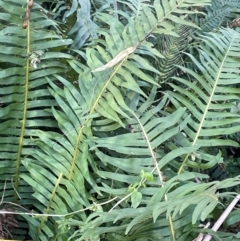 Blechnum nudum at Farringdon, NSW - 7 Aug 2024