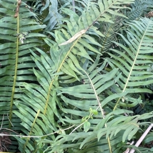 Blechnum nudum at Farringdon, NSW - 7 Aug 2024 12:36 PM